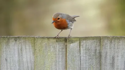 В Україну почне заходити довгоочікуване тепло: прогноз на 20 березня - фото