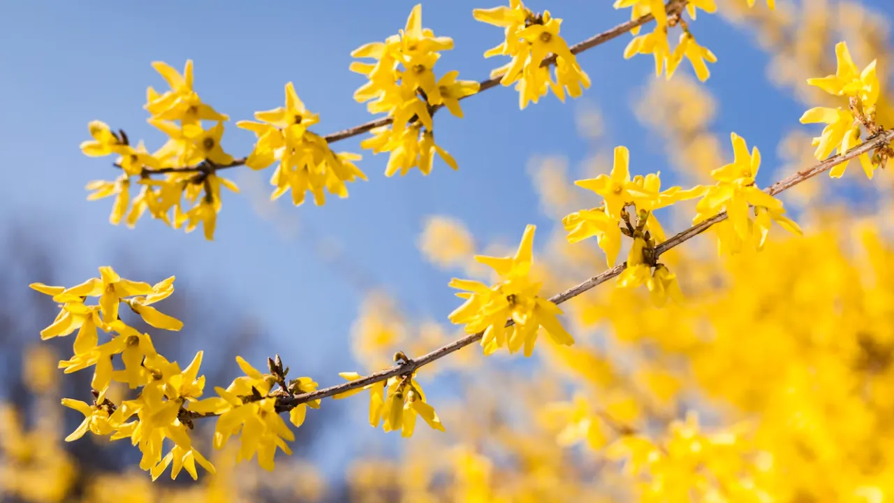 Україну накрив потужний антициклон: прогноз Наталки Діденко 