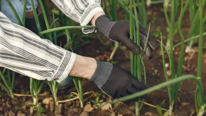 Що посадити разом із цибулею: 15 рослин-компаньйонів - фото