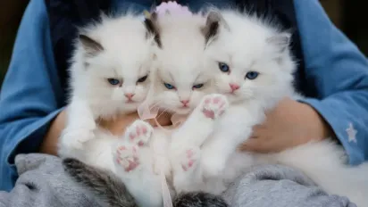 ТОП ідеальних домашніх улюбленців для кожного Знаку Зодіаку - фото