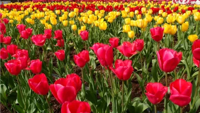 Весняне меню для тюльпанів: як забезпечити їх поживними речовинами для яскравого цвітіння - фото