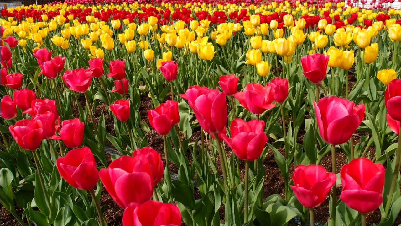 Весняне меню для тюльпанів: як забезпечити їх поживними речовинами для яскравого цвітіння 