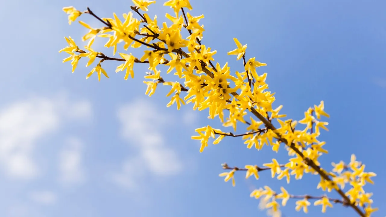 Яка погода буде у квітні 2025: прогноз Укргідрометцентру 