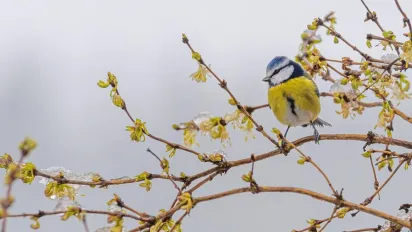 Заморозки та відчутне похолодання охоплять Україну: синоптикиня назвала точну дату - фото