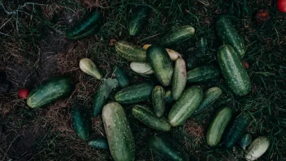 Коли і як правильно прищипувати огірки: поради досвідчених городників - фото