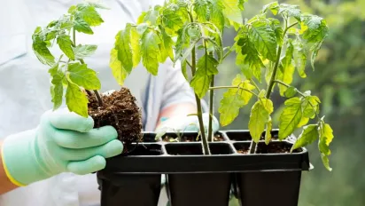 Коли у квітні 2025 засіяти город: урожайні дати за посівним календарем - фото