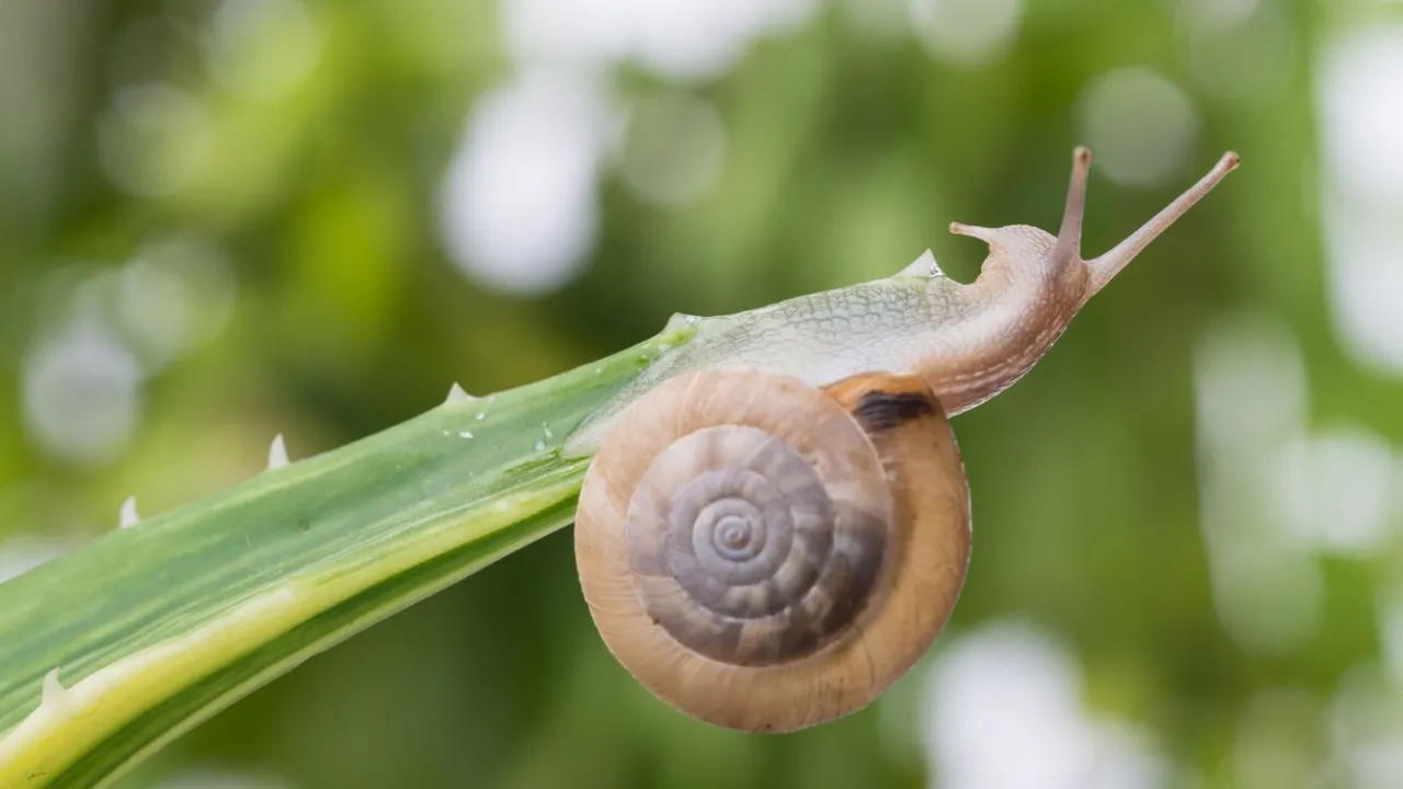 Слимаки бояться його як вогню: ось що потрібно розпорошити на грядках навесні 