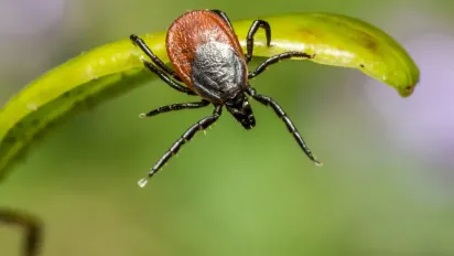 Кліщі навіть на метр до вас не підповзуть: ось що потрібно зробити перед виходом на вулицю - фото