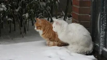 Температура в Україні впаде на 10-15 градусів: синоптик повідомив, де стане найхододніше - фото