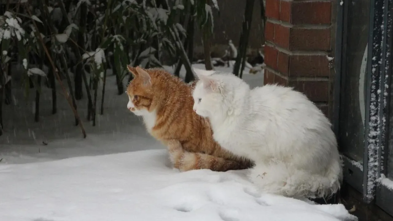 Температура в Україні впаде на 10-15 градусів: синоптик повідомив, де стане найхододніше 