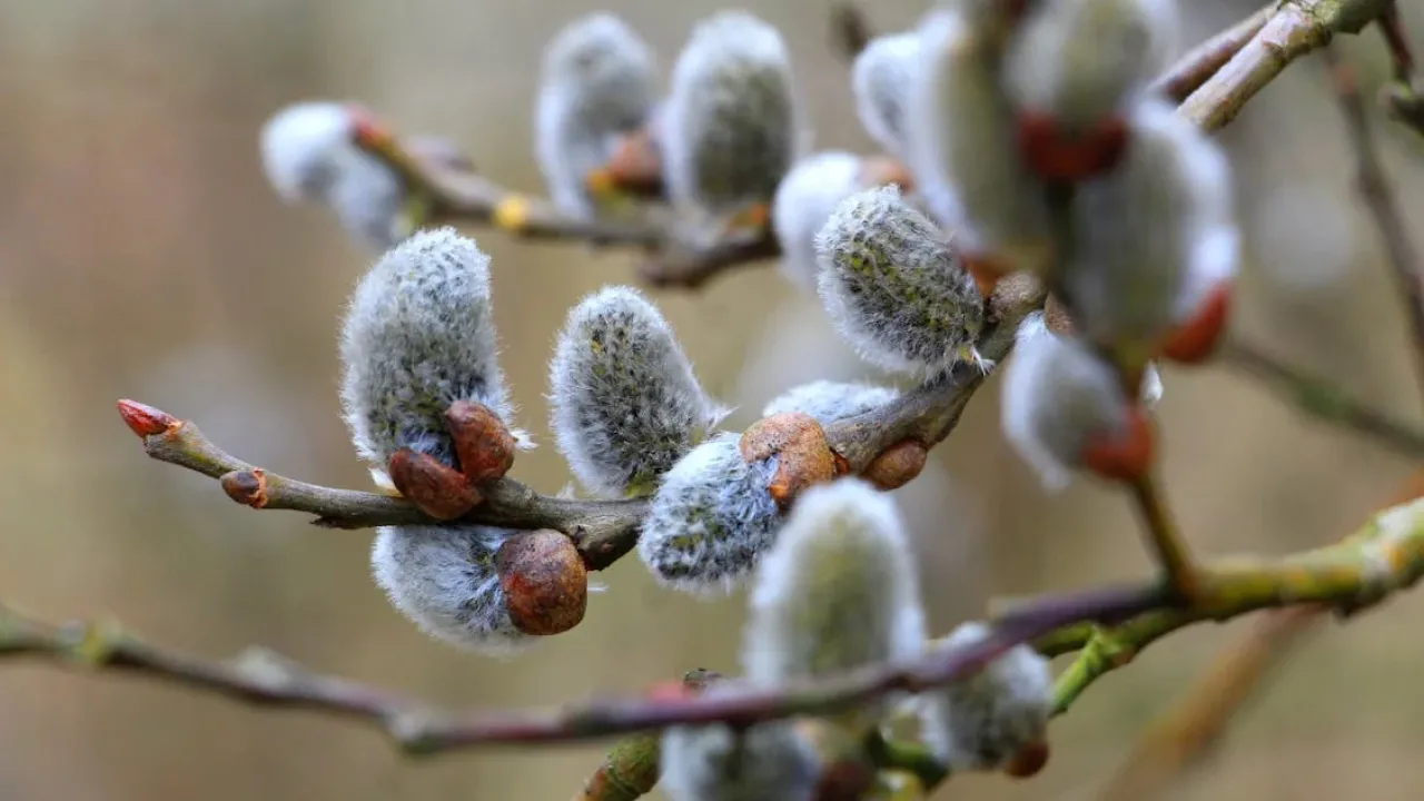 Яка погода буде в Україні на Вербну неділю: синоптикиня зробила прогноз 