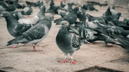 Голуби обходитимуть ваш балкон і дах десятою дорогою: що потрібно зробити - фото
