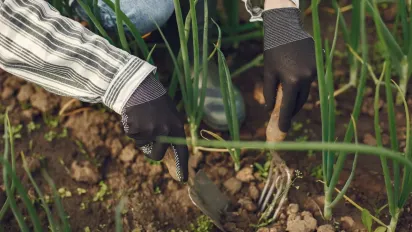 Як правильно садити цибулю навесні: поради городникам - фото