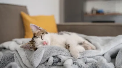 Чому не можна спати з котом в одному ліжку: п’ять вагомих причин - фото