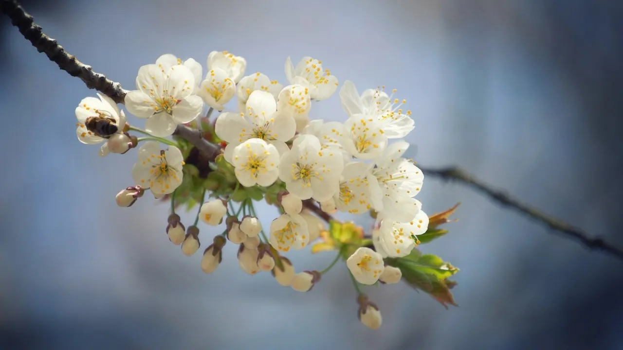 Коли в Україні потеплішає: прогноз Наталки Діденко 