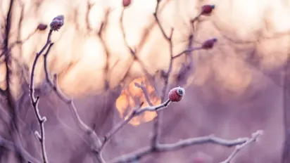 Названо овочі і фрукти, які витримають квітневі морози - фото