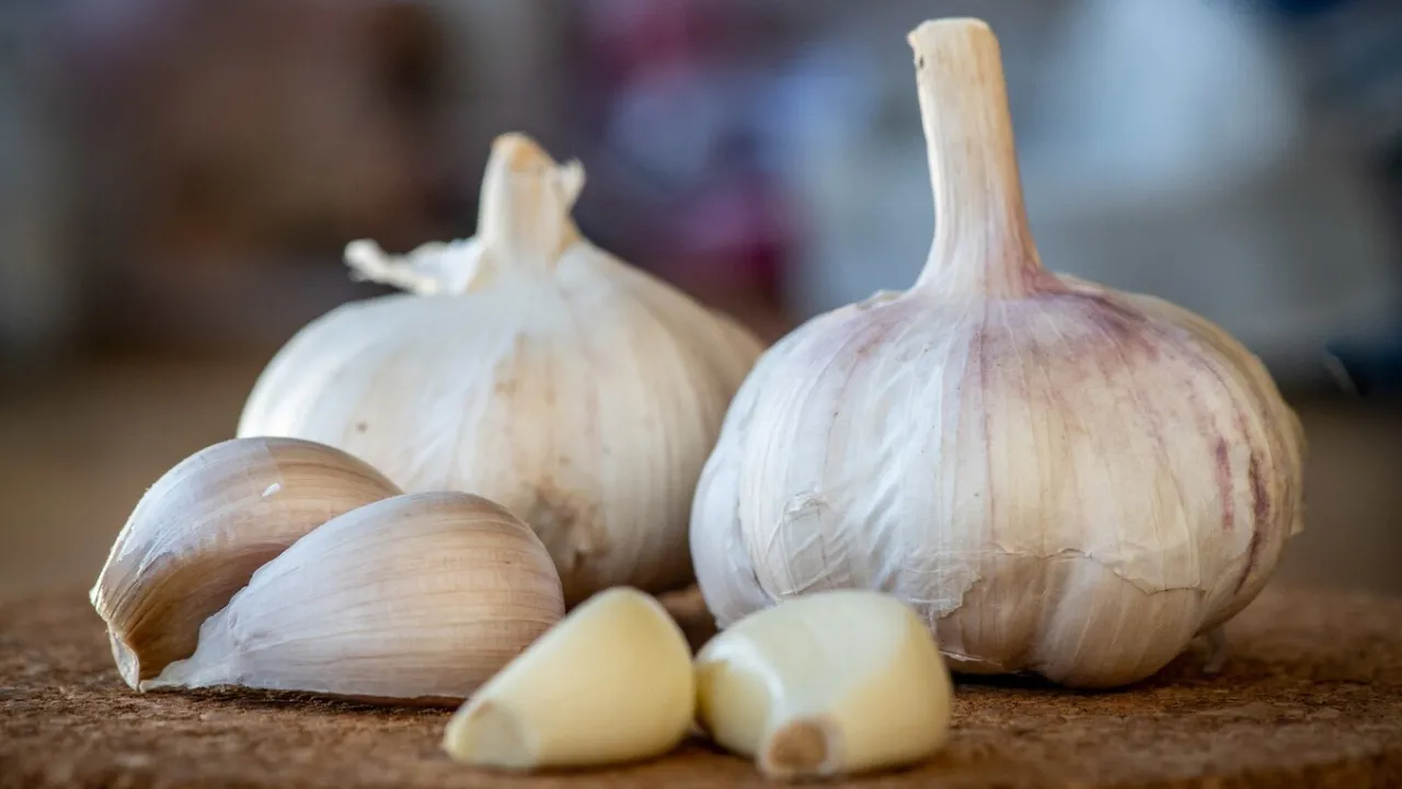 Посадка ярого часнику навесні 2025: коли і як садити для найкращого врожаю 