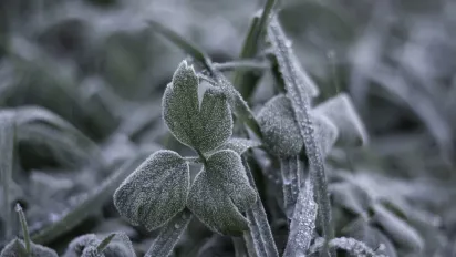 Україну накриють заморозки: найближча ніч буде ще холоднішою - фото