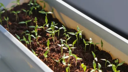 Як правильно загартувати розсаду: нічна прохолода та раптові заморозки стануть їй не страшні - фото