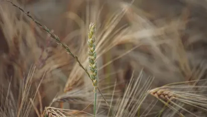 Агрометеоролог спрогнозувала наслідки квітневих заморозків для посівів зернових - фото