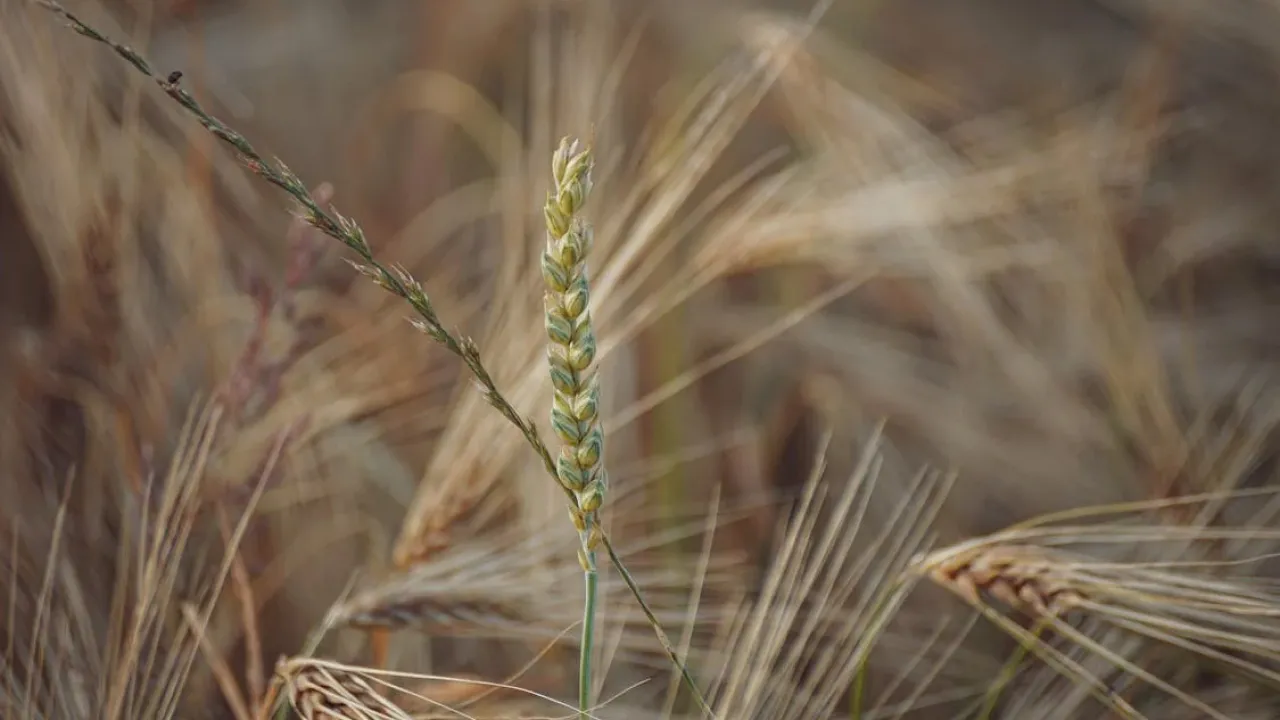 Агрометеоролог спрогнозувала наслідки квітневих заморозків для посівів зернових 