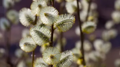 Погода на Вербну неділю: чого очікувати українцям 13 квітня 2025 року​ - фото