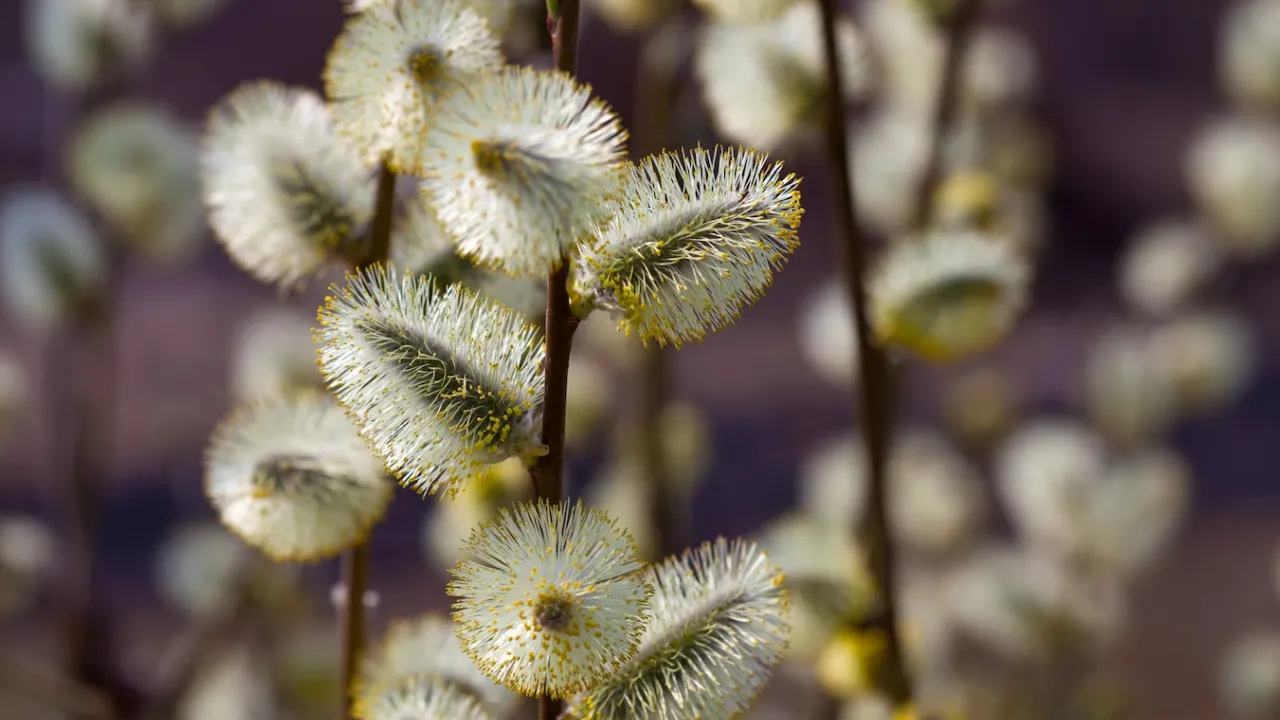 Погода на Вербну неділю: чого очікувати українцям 13 квітня 2025 року​ 