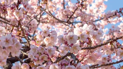 Весняні заморозки: як врятувати сад від жахливих втрат - фото