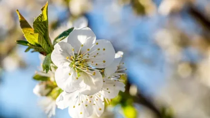 Народні прикмети 10 квітня: як уникнути небезпек та залучити удачу - фото