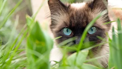 Весна повертається: в Україну йде різке потепління до +21°C - фото