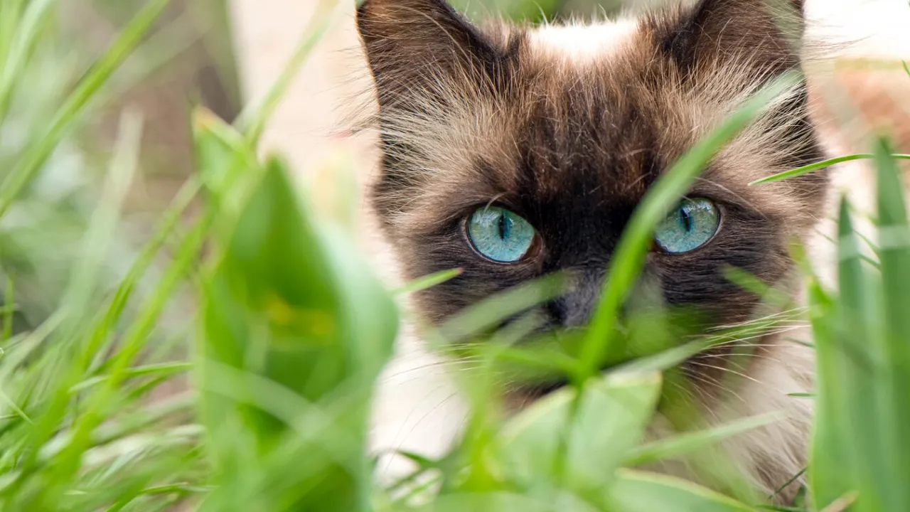 Весна повертається: в Україну йде різке потепління до +21°C 