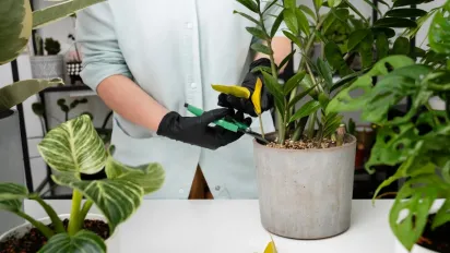 Фікус, плющ та інші: ​які рослини в жодному разі не можна тримати вдома дівчатам? - фото