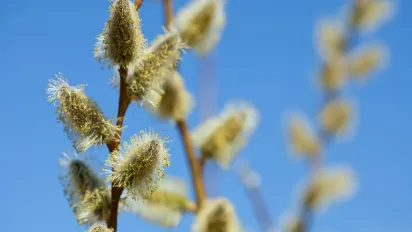 Лазарева субота 12 квітня: традиції, заборони та прикмети дня - фото