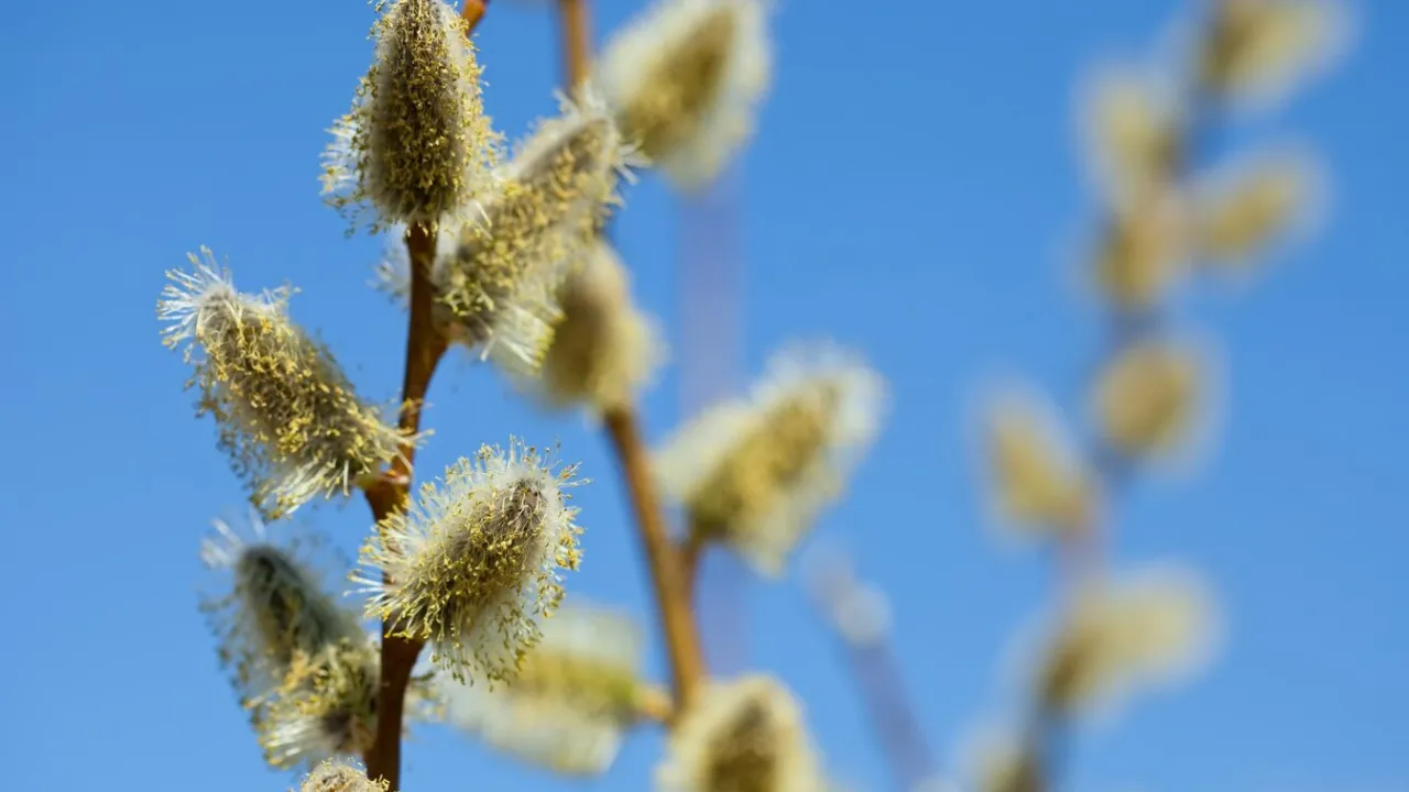 Лазарева субота 12 квітня: традиції, заборони та прикмети дня 