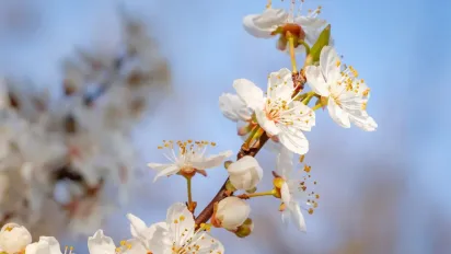 Весна повертається: прогноз погоди в Україні на 12–14 квітня 2025 року​ - фото