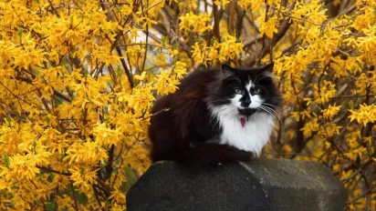 В Україні очікує потепління до +17°C: прогноз синоптиків - фото