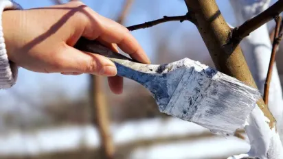 Українцям заборонили білити дерева й бордюри: у чому причина? - фото