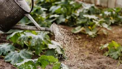 Полив без помилок: які рослини обожнюють воду під корінь, а які — дощування - фото