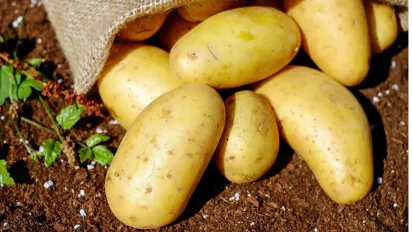 Як врятувати картоплю після весняних заморозків: поради для городників - фото