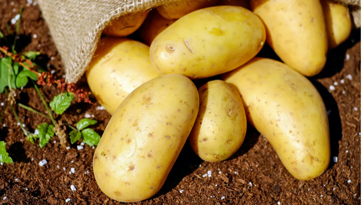 Як врятувати картоплю після весняних заморозків: поради для городників 