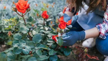 Народні методи боротьби з попелицею на трояндах: ефективні та безпечні рішення - фото