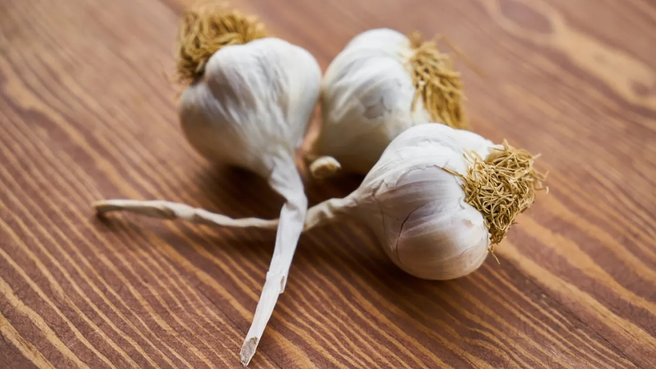 Два обов’язкові весняні підживлення для озимого часнику: секрет щедрого врожаю  