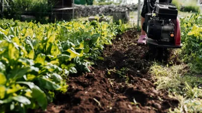 Просте добриво для великого врожаю: знахідка для кожного городника - фото