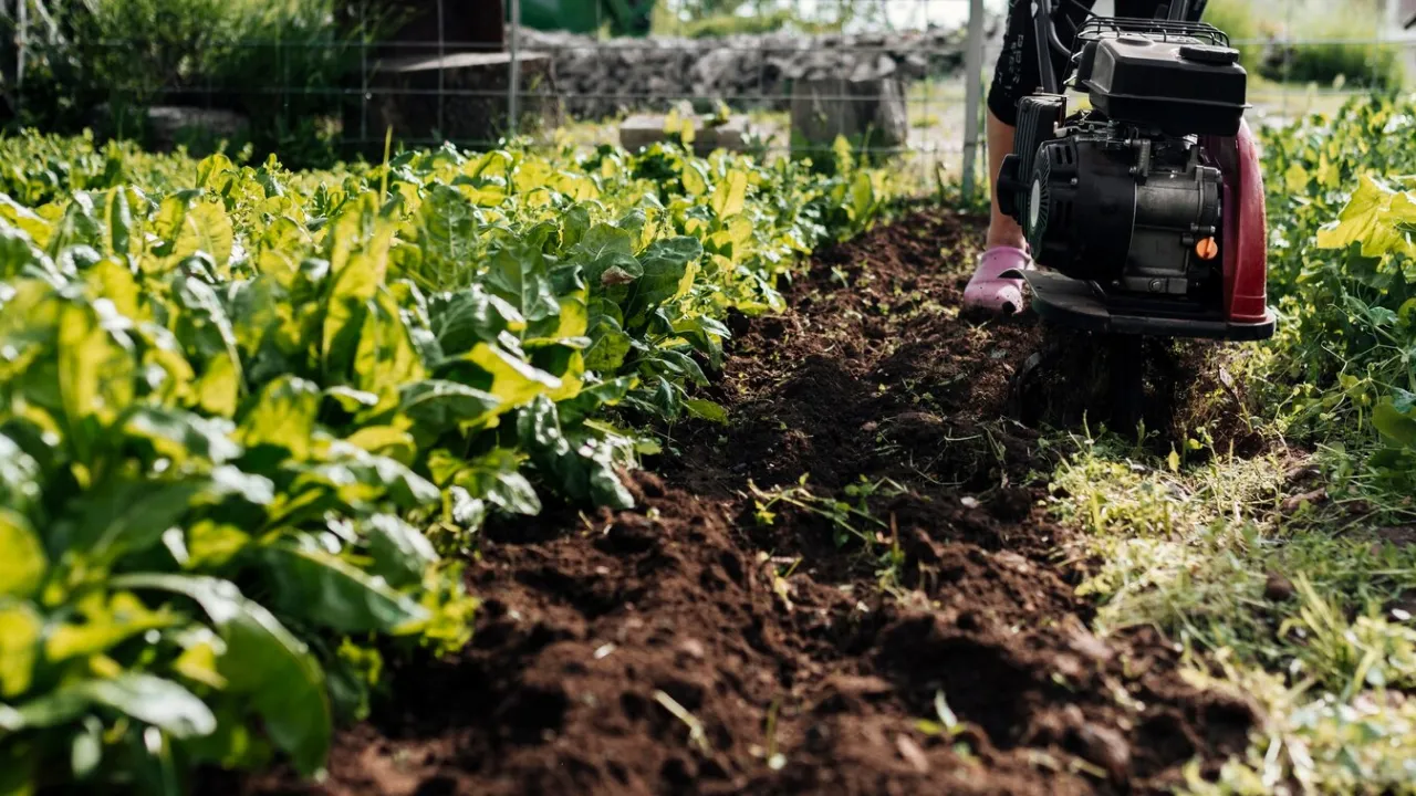 Просте добриво для великого врожаю: знахідка для кожного городника 