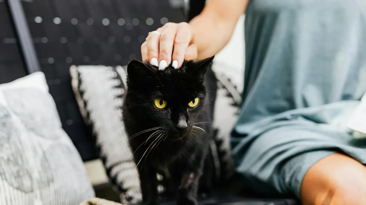 Чому ваш кіт обирає саме вас для сну? Ось що впливає на його вибір 