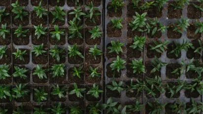 Зробіть це перед висадкою — і розсада переживе навіть найспекотніше літо - фото