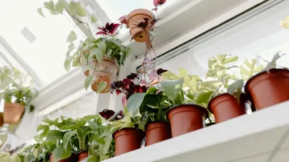 Просто додайте 1 чайну ложку цього засобу — і ваші квіти заквітнуть, як ніколи раніше - фото