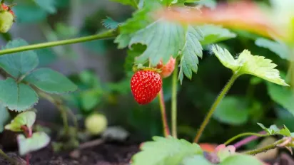 Чи можна мульчувати полуницю тирсою: поради досвідчених городників - фото