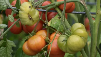 Як захистити помідори від фітофтори: ефективні поради для городників - фото