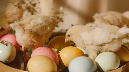 В Україні вивели нову породу курей, яка несе одразу кольорові яйця - фото